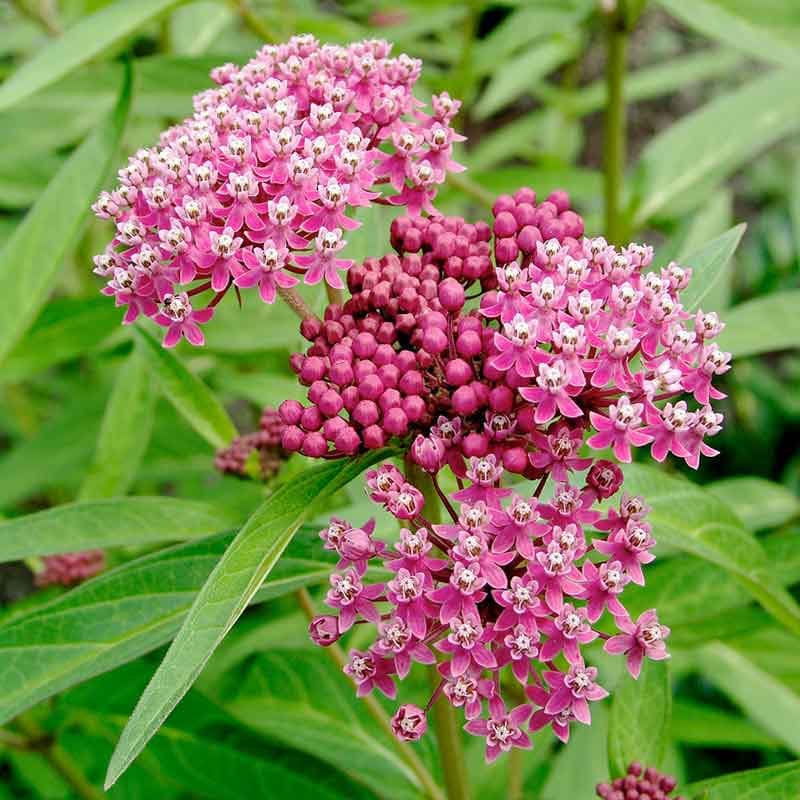 Milkweed Plant