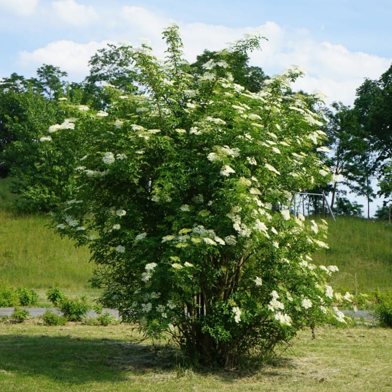 elderberry tree