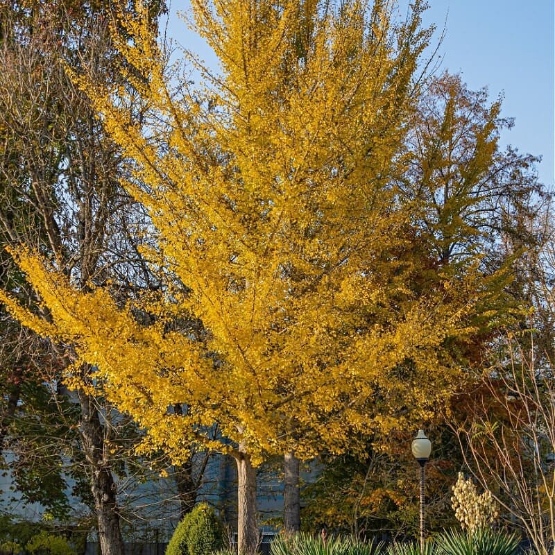 Buy Ginkgo Biloba Tree Online