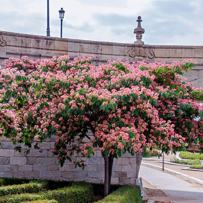 Buy Mimosa Tree Online