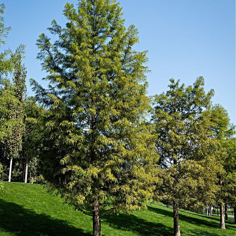 Buy Bald Cypress Tree Online