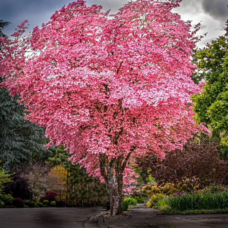 Buy Pink Dogwood Tree Online