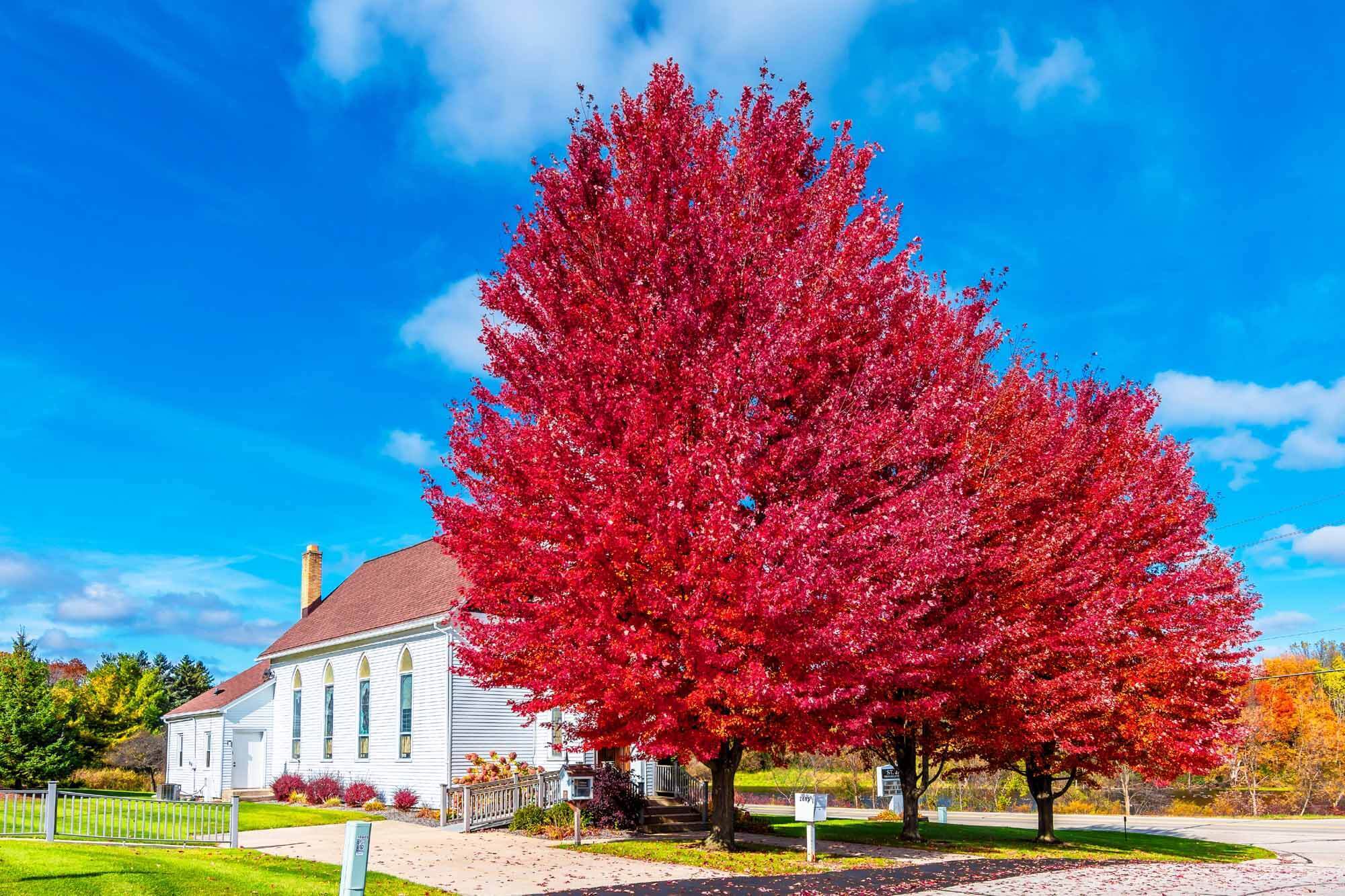 Trees